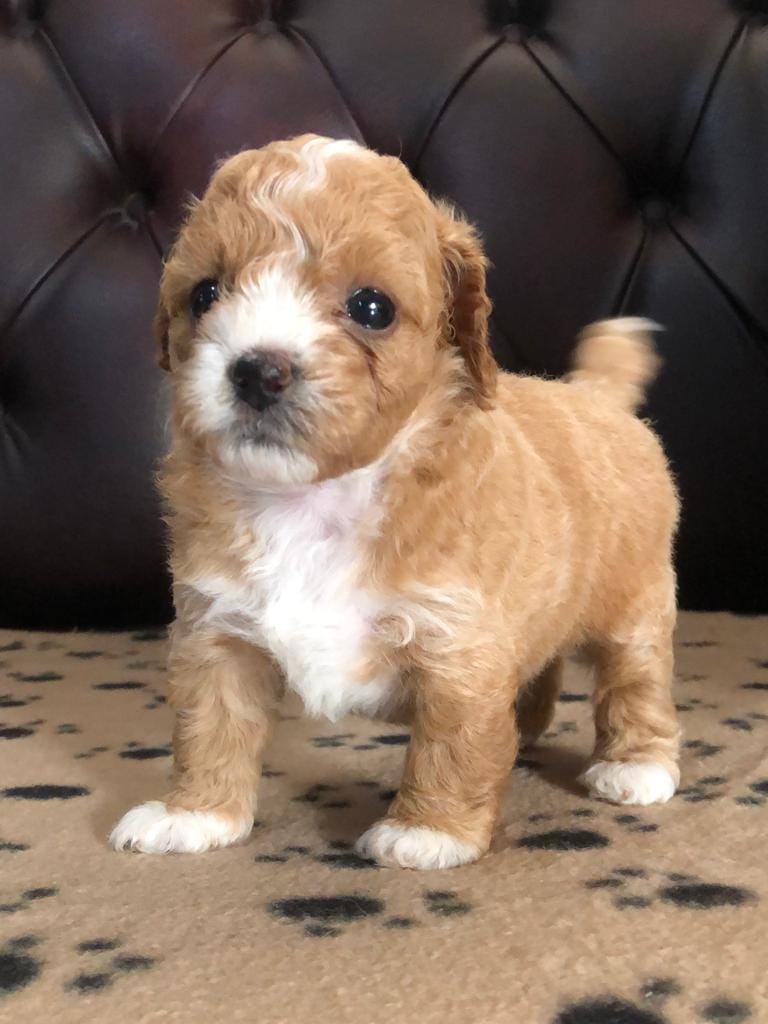 Maltipoo puppy for sale in Bangalore at the best price - Breed n Breeder